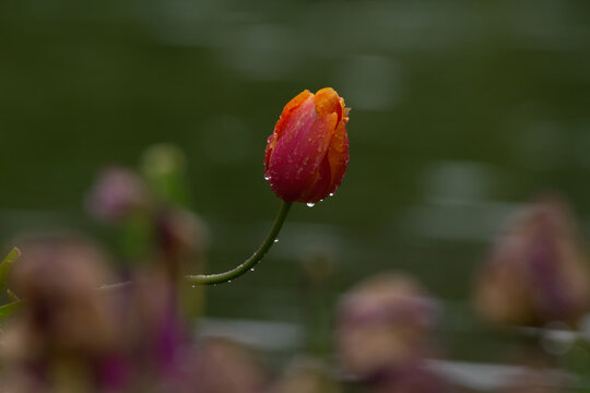 Fresh spring tulip bud with morning dew drops. Beautiful macro shot of a blooming flower in the rain, featuring elegant bokeh and soft golden light flair.