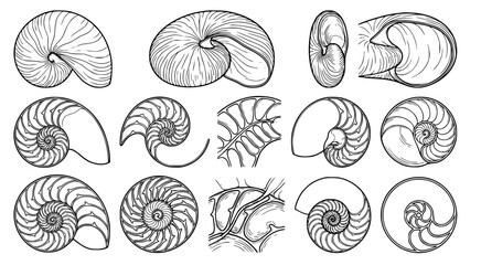 Extensive set of nautilus shell illustrations showing diverse spiral patterns and anatomical cross sections in black and white line art style for scientific or decorative graphic design projects