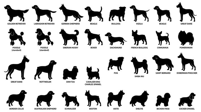 Dog breed silhouettes collection, set of 31 black canine icons on white background, various pedigree dog species profiles for pet industry design