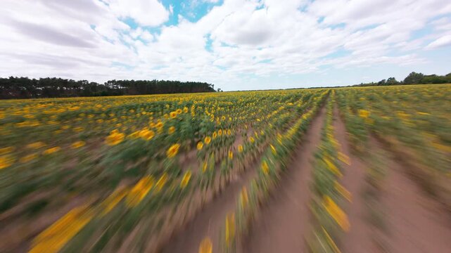 Fast low altitude FPV drone sweeping shot across a yellow sunflower field, slow motion b-roll footage.