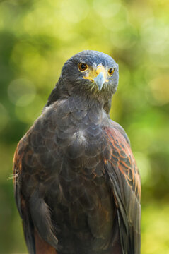 Hawk (Parabuteo unicinctus) Against Green Yellow Background Cocks Head