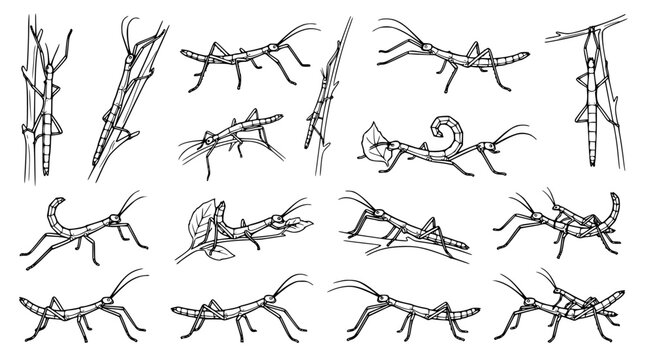Stick insect variety collection showing numerous species in resting and active poses on branches and leaves in detailed black and white line art for nature and entomology educational resources