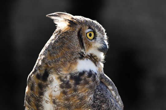 Great Horned Owl (Bubo virginianus)  Grey Background Looks Right