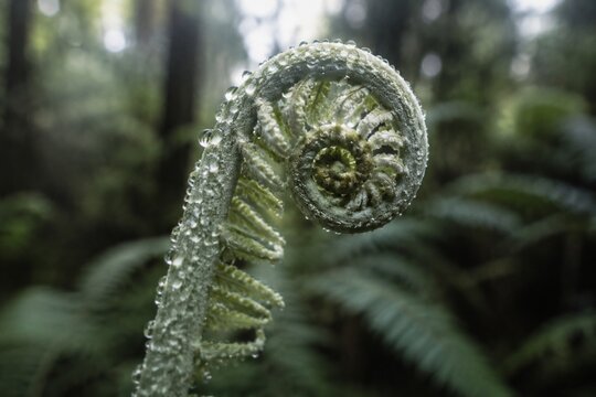 Silver fern frond unfurling with dewdrops in a rainforest.