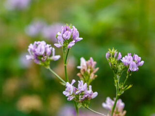 Obraz premium Alfalfa (Latin. Medicago) is a perennial herbaceous plant of the Legume family, widely used as a fodder crop, siderate and honey plant