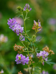 Obraz premium Alfalfa (Latin. Medicago) is a perennial herbaceous plant of the Legume family, widely used as a fodder crop, siderate and honey plant