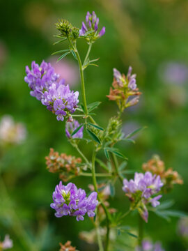 Alfalfa (Latin. Medicago) is a perennial herbaceous plant of the Legume family, widely used as a fodder crop, siderate and honey plant