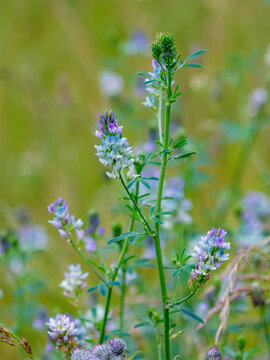 Alfalfa (Latin. Medicago) is a perennial herbaceous plant of the Legume family, widely used as a fodder crop, siderate and honey plant