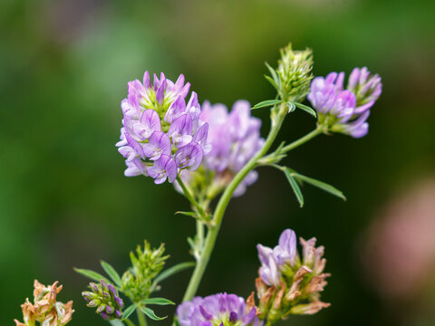Alfalfa (Latin. Medicago) is a perennial herbaceous plant of the Legume family, widely used as a fodder crop, siderate and honey plant