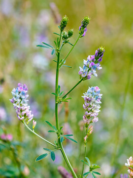 Alfalfa (Latin. Medicago) is a perennial herbaceous plant of the Legume family, widely used as a fodder crop, siderate and honey plant