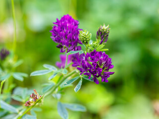 Fototapeta premium Blue alfalfa ( Latin- Medicago sativa ) is a herbaceous plant ; the type species of the genus Medicago of the legume family Fabaceae