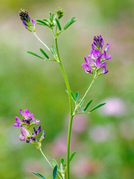 Beautiful purple wildflowers. Flowers in the meadow. Blue alfalfa ( Latin- Medicago sativa ) is a herbaceous plant. Summer background. Natural wallpaper.