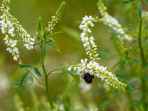 White annual melilot is an annual leguminous crop used for fodder, honey production, and as a green manure crop. Melilotus albus is an annual and biennial herbaceous plant. 