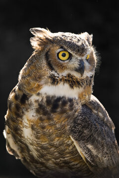Great Horned Owl (Bubo virginianus)  Grey Background Cranes Head to Right