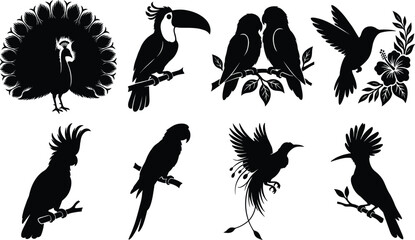 Collection of exotic tropical bird silhouettes including peacock toucan parrots and hummingbird isolated on white background © MdSohel