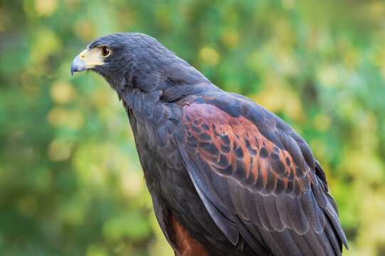 Hawk (Parabuteo unicinctus) Against Green Yellow Background Stares Left