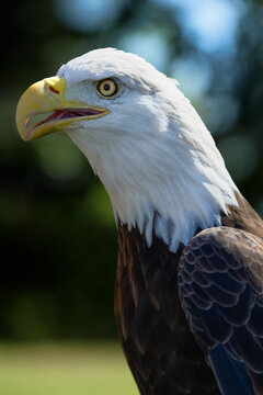American Bald Eagle (Haliaeetus leucocephalus) Stands Tall to Left Beak Open
