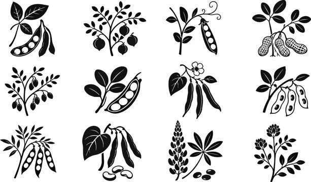 Various Legumes and Pulses Black White Vector Icon Collection