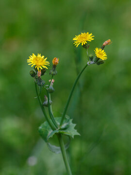 Field sow thistle, or yellow sow thistle , or milk thistle ( Latin- Sonchus arvensis ) is a species of herbaceous plant of the genus Sow thistle of the Asteraceae family