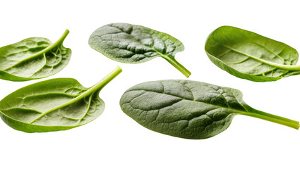 Fototapeta premium Isolated fresh green spinach leaves, healthy natural food ingredient for nutritious cooking