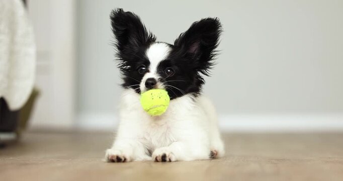cute papillon puppy playing with a ball on the floor