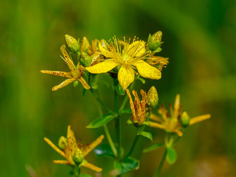 John's wort ( Latin- Hypericum perforatum) is a perennial herbaceous plant; a species of the genus St. John's wort ( Hypericum ) of the family St. John's wort ( Hypericaceae )