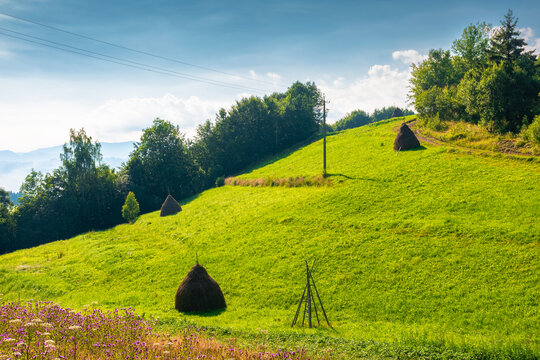 rural scene in carpathian mountain landscape. summer countryside view with rolling hills in lush green grass. forested slopes in the distance