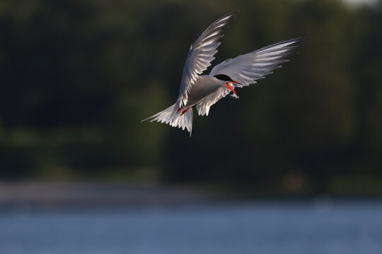 common tern