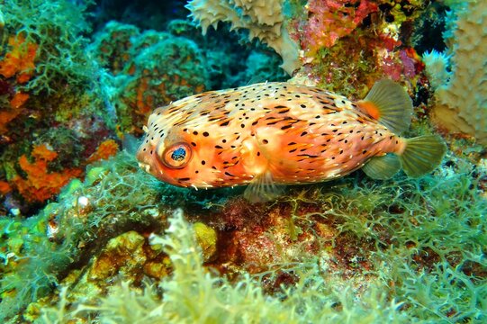 Long-spine porcupinefish (Diodon holocanthus) on the coral reef. Poisonous fish, scuba diving with the tropical marine life. Underwater photo, reef exploration. Aquatic dangerous animal, travel photo.