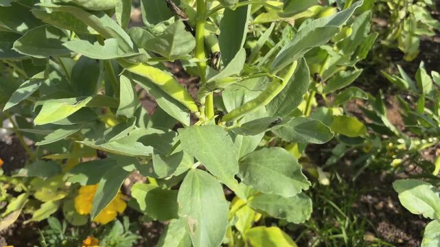 plant growth progression in outdoor garden with leaves and flowers under natural light and serene setting natural gardening tips. High quality 4k footage