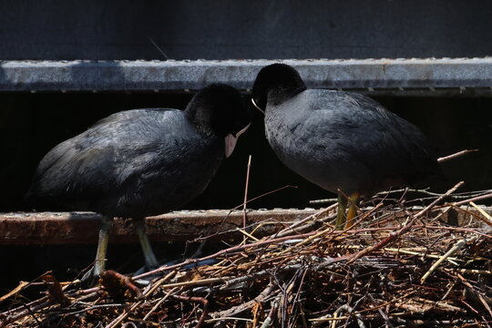 coot