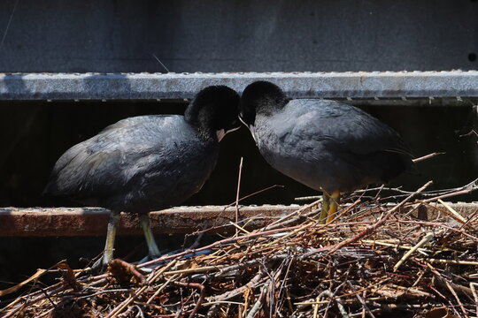 coot