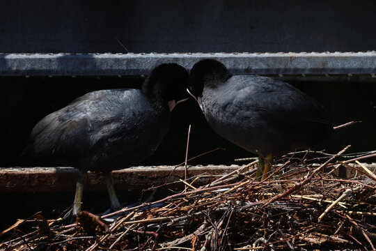 coot
