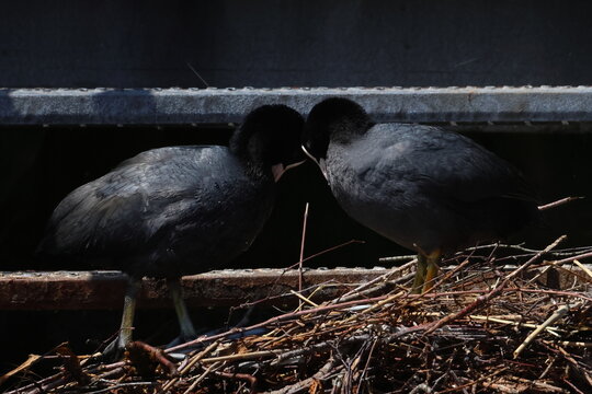 coot