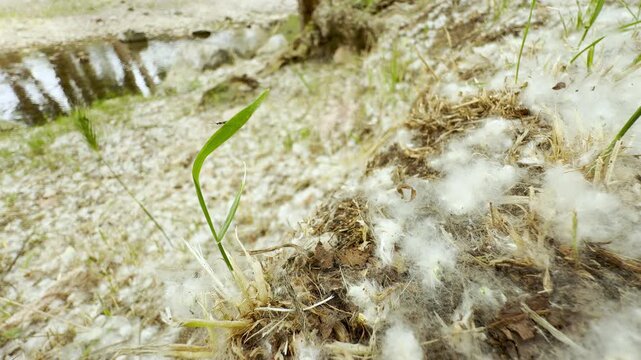 Soft white poplar fluff blankets the riverside soil, creating a whimsical and peaceful scene. The delicate seeds rest quietly alongside a single blade of green grass near the gentle water.