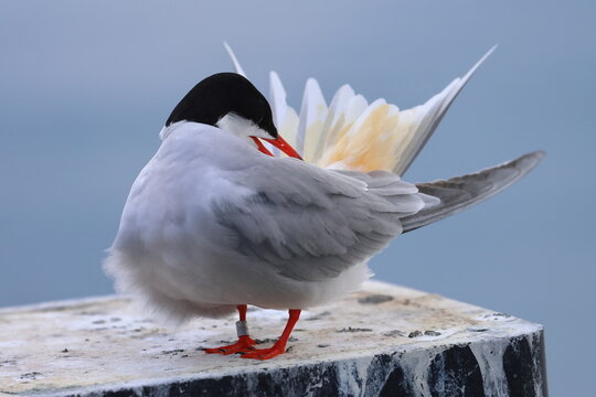 common tern
