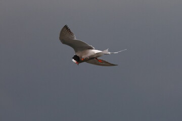 Fototapeta premium common tern