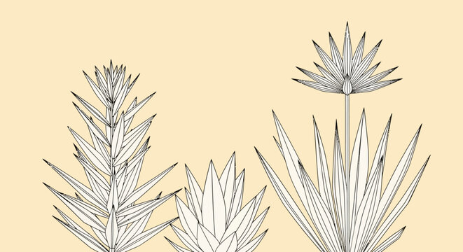 Illustration of agave plants on beige.