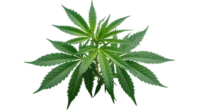 Isolated vibrant green cannabis plant with fresh healthy leaves and thriving stalk on display