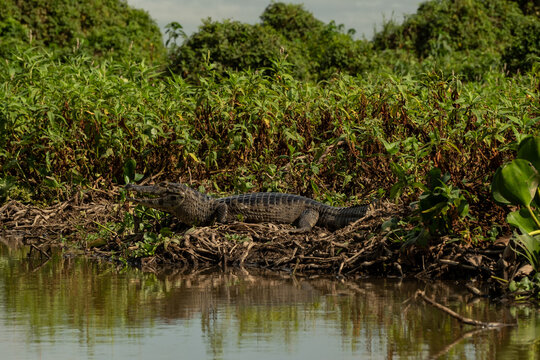 In Brazil's Pantanal, the alligator is actually the yacare caiman (Caiman yacare).