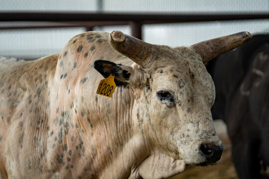 Lehi, Utah, United States - 25 June 2026: View of a spotted bull with a yellow ear tag at the Lehi Roundup Rodeo Grounds.