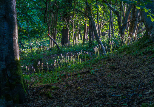 Sunlight dapples across the forest floor, highlighting bluebell plants in a dark, mysterious woodland in Gloucestershire.