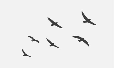 silhouettes of birds flying bird  © Arhan
