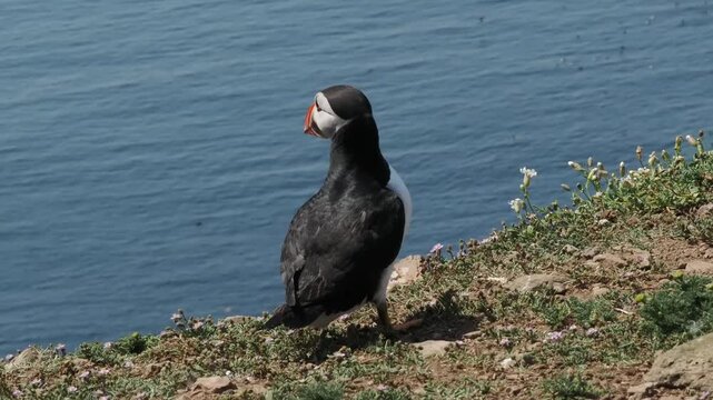 Atlantic puffin close-up profile standing on the grassy cliffs of Skomer Island, Wales, UK, overlooking the ocean, bird wildlife and nature stock video footage clip