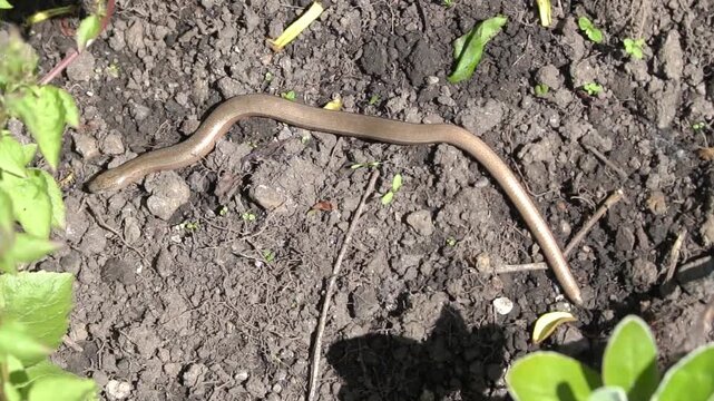 Slow worm (Anguis fragilis) close-up, a native British legless lizard, crawling through a garden habitat. Perfect for wildlife documentaries, nature stock video footage clip 