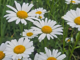 Fototapeta premium daisies in a garden