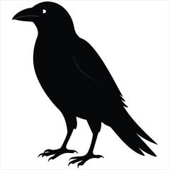 Fototapeta premium silhouette crow image on white background 