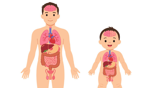 Male and child internal organs anatomy diagram illustration