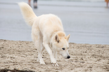 White Husky Shepherd Mix Walking on Sandy Ocean Beach © kharzey