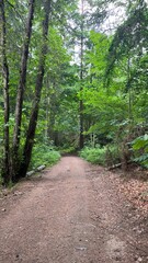 Obraz premium Woodland path winding through deep green forest in Norway